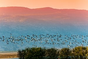 Pictured: Birds in flight in the Hula Valley, an agricultural region in northern Israel with abundant fresh water. Hula Valley was designated a world heritage site in 1996.